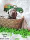Labrador Retriever Puppies for sale in Arizona City, AZ 85123, USA. price: $1,200