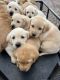 Labrador Retriever Puppies for sale in Casa Grande, AZ, USA. price: $800