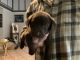 Labrador Retriever Puppies for sale in Spring, TX 77386, USA. price: $1,500