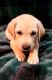 Labrador Retriever Puppies for sale in New Whiteland, IN 46184, USA. price: $500