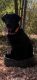 Labrador Retriever Puppies for sale in Jackson, TN, USA. price: NA