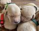Labrador Retriever Puppies for sale in Bow, WA 98232, USA. price: NA