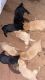 Labrador Retriever Puppies for sale in Monticello, GA 31064, USA. price: NA