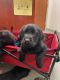 Labrador Retriever Puppies for sale in Harrisonville, MO 64701, USA. price: $500