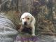 Labrador Retriever Puppies for sale in Custer, WI 54423, USA. price: $600