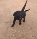 Labrador Retriever Puppies for sale in Woodland Park, CO 80863, USA. price: NA