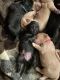 Labrador Retriever Puppies for sale in Baytown, TX, USA. price: NA