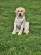 Labrador Retriever Puppies for sale in Yelm, WA, USA. price: $2,000
