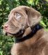 Labrador Retriever Puppies for sale in Woodbridge, VA 22191, USA. price: NA