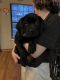 Labrador Retriever Puppies for sale in Aurora, CO, USA. price: NA