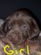 Labrador Retriever Puppies for sale in Springville, IN 47462, USA. price: NA