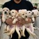 Labrador Retriever Puppies for sale in Covina, CA, USA. price: $1,000