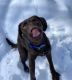 Labrador Retriever Puppies for sale in Farmington, NH, USA. price: $850