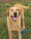Labrador Retriever Puppies for sale in Windsor, ON, Canada. price: NA