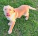 Labrador Retriever Puppies for sale in Orwell, OH 44076, USA. price: $600