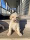 Labrador Retriever Puppies for sale in Danville, KY, USA. price: $450