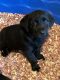 Labrador Retriever Puppies for sale in Jasper, GA, USA. price: $800
