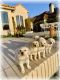 Labrador Retriever Puppies for sale in 95 Walton Water Way Lane, Fulshear, TX 77441, USA. price: $2,000