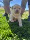 Labrador Retriever Puppies for sale in Franklin, TN, USA. price: $700