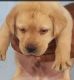 Labrador Retriever Puppies for sale in 6, Jaipur Golden Hospital Rd, Pocket 1, Sector 3A, Rohini, Delhi, 110085, India. price: 10,000 INR