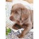 Labrador Retriever Puppies for sale in Chicago, IL, USA. price: $940