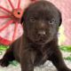 Labrador Retriever Puppies for sale in Kansas City, MO, USA. price: $1,250