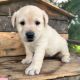 Labrador Retriever Puppies for sale in Texas City, TX, USA. price: $1,200