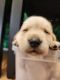 Labrador Retriever Puppies for sale in Bethlehem, GA, USA. price: NA