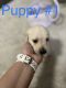 Labrador Retriever Puppies for sale in Georgetown, TX, USA. price: NA
