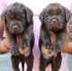 Labrador Retriever Puppies for sale in 6, Jaipur Golden Hospital Rd, Pocket 1, Sector 3A, Rohini, Delhi, 110085, India. price: 11,000 INR
