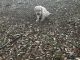Labrador Retriever Puppies for sale in Patrick, SC 29584, USA. price: $800