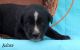 Labrador Retriever Puppies for sale in Hyde Park, VT, USA. price: NA
