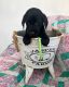 Labrador Retriever Puppies for sale in Washington, DC, USA. price: $900