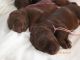 Labrador Retriever Puppies for sale in Brainerd, MN 56401, USA. price: $1,500