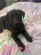 Labrador Retriever Puppies for sale in Anza, CA 92539, USA. price: $400