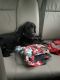 Labrador Retriever Puppies for sale in Sandy Springs, GA, USA. price: NA