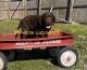 Labrador Retriever Puppies for sale in Springfield, MO, USA. price: $2,000