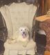 Labrador Retriever Puppies for sale in Springfield, MO, USA. price: $2,000