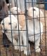 Labrador Retriever Puppies for sale in Holton, MI 49425, USA. price: NA