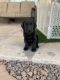 Labrador Retriever Puppies for sale in Queen Creek, AZ, USA. price: $2,000