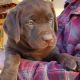 Labrador Retriever Puppies for sale in Tucson, AZ, USA. price: $1,800