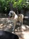 Labrador Retriever Puppies for sale in 4717 Owenwood Ave, Dallas, TX 75223, USA. price: $100
