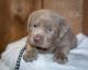 Labrador Retriever Puppies for sale in Dongola, IL 62926, USA. price: $75,000