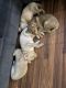 Labrador Retriever Puppies for sale in Tustin, CA, USA. price: $550