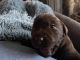 Labrador Retriever Puppies for sale in Beaverton, MI 48612, USA. price: NA