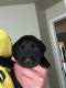Labrador Retriever Puppies for sale in Medford, OR 97504, USA. price: NA