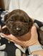 Labrador Retriever Puppies for sale in Savona, NY 14879, USA. price: $900