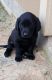 Labrador Retriever Puppies for sale in Porter, TX 77365, USA. price: NA