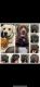 Labrador Retriever Puppies for sale in Paramount, CA 90723, USA. price: NA
