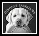 Labrador Retriever Puppies for sale in Redding, CA 96003, USA. price: $1,800